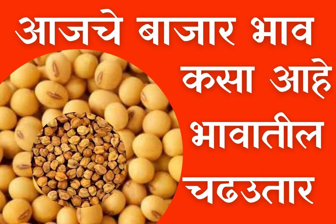 soyabean rate in maharashtra