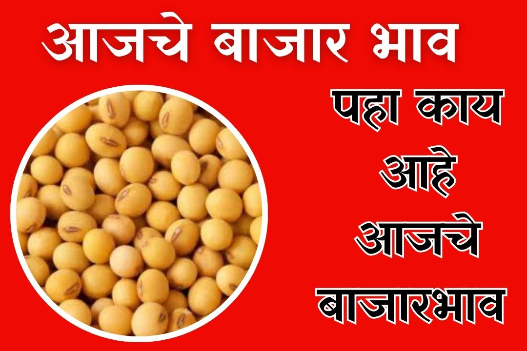 soyabean rate in maharashtra