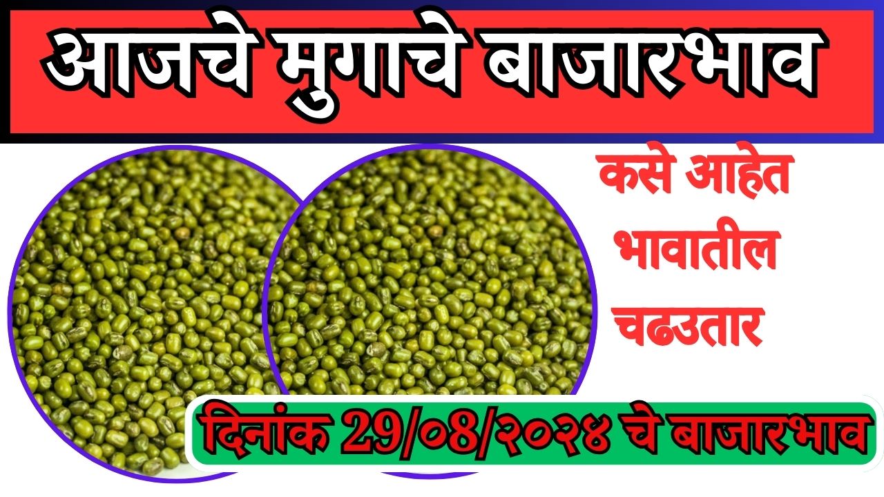 green gram market price